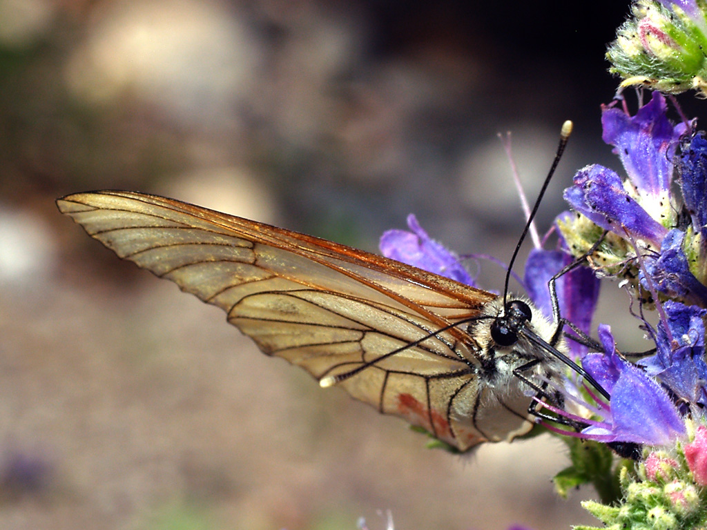Pieride del biancospino - di fronte