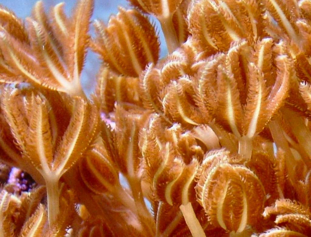 xenia