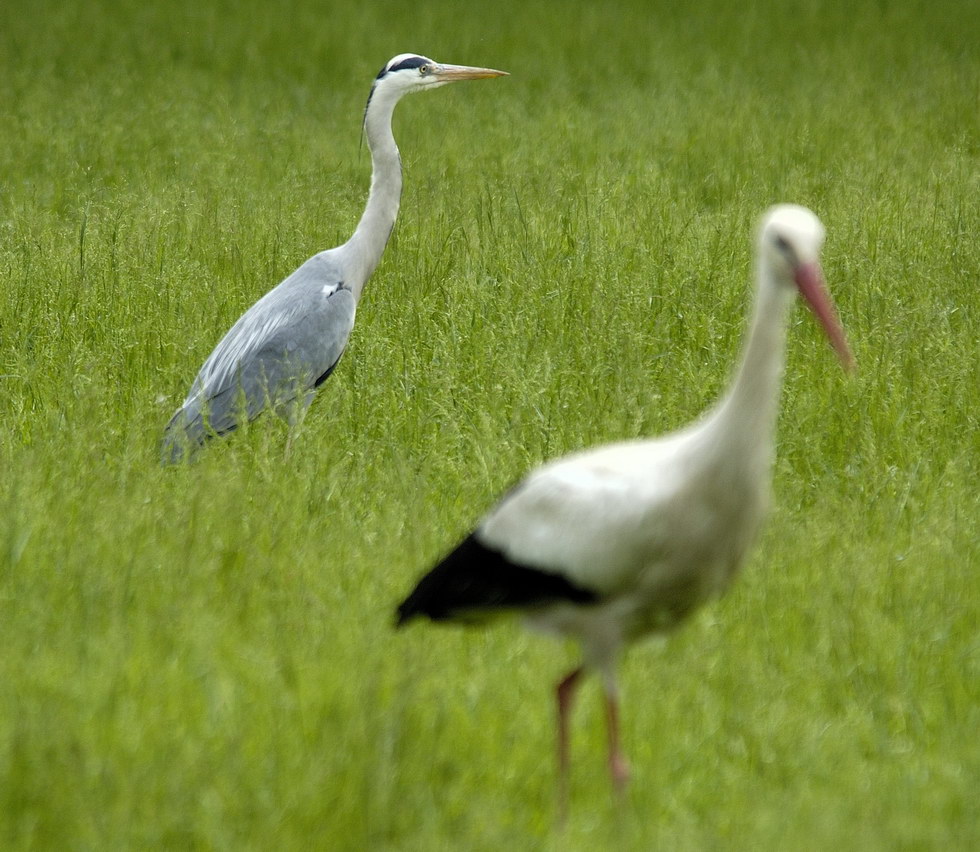 Controfigura della Star