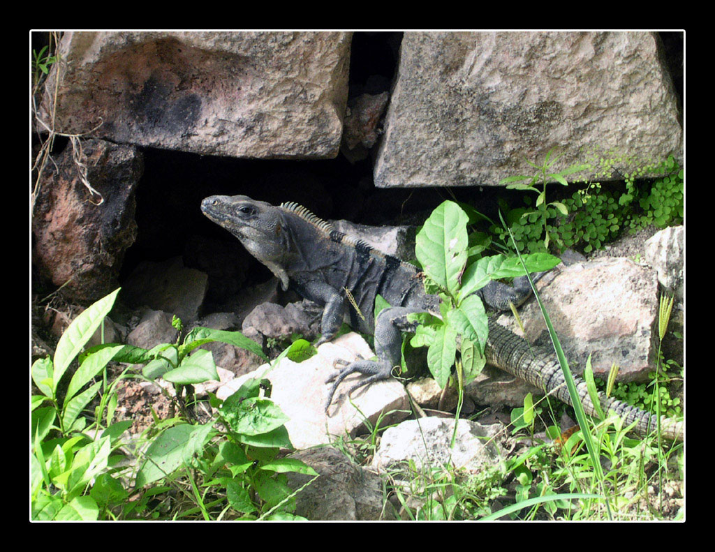 Un messicano "speciale"...