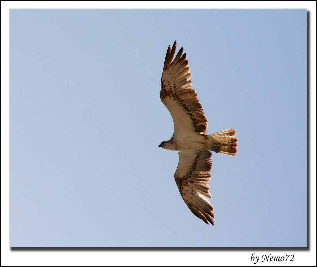 Chi mangiamo oggi...
