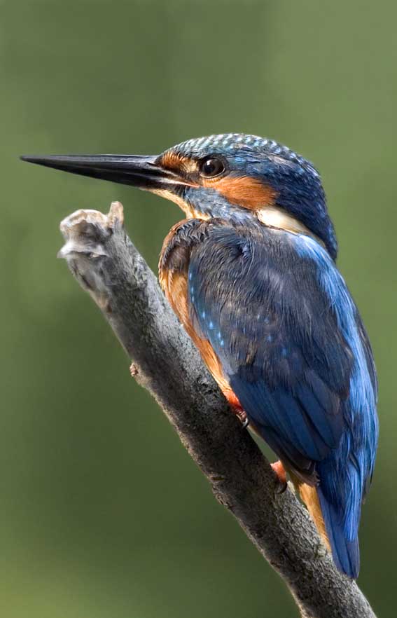 Renzo-martin pescatore