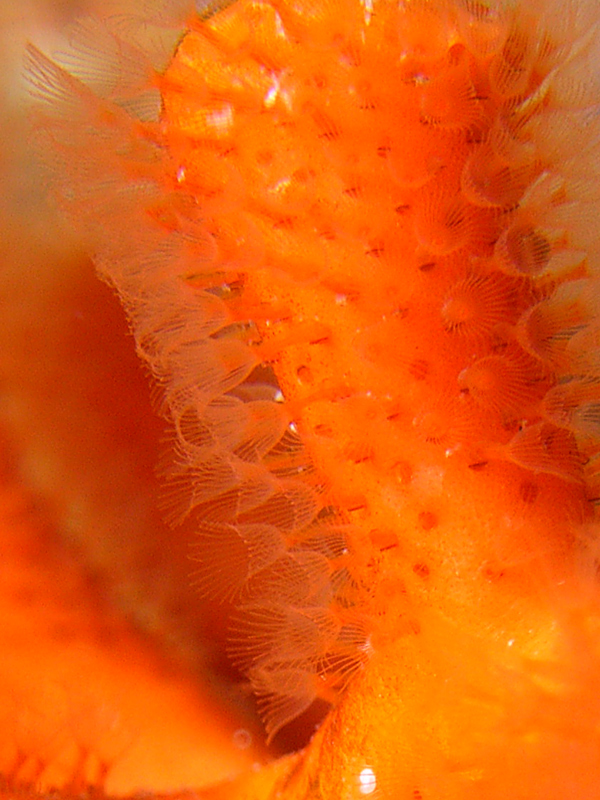 Falso corallo: prova