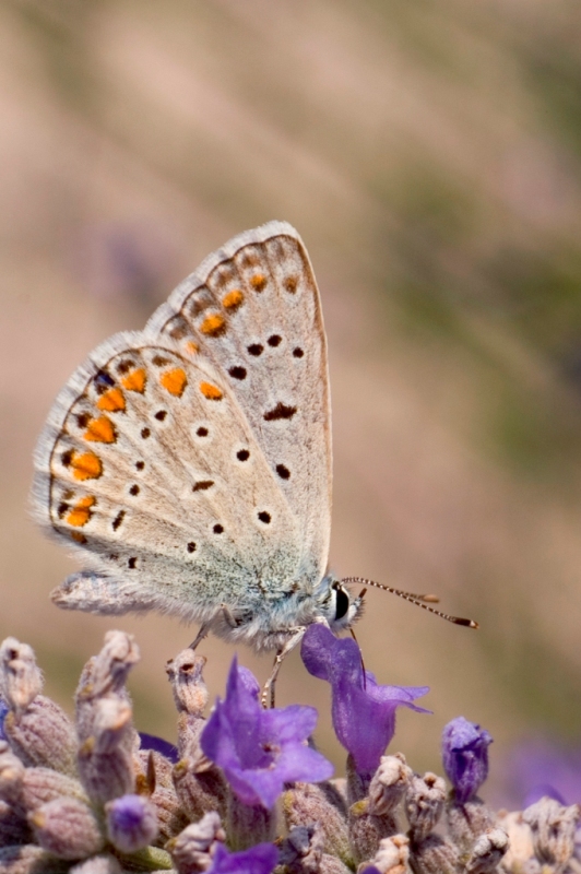 farfallina in pausa pranzo