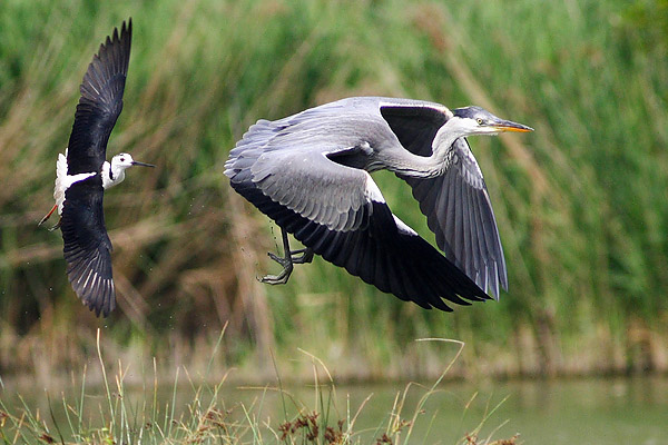 In volo: cavaliere d'italia e airone cenerino!!!