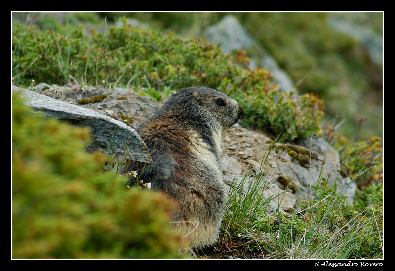 marmotta 2