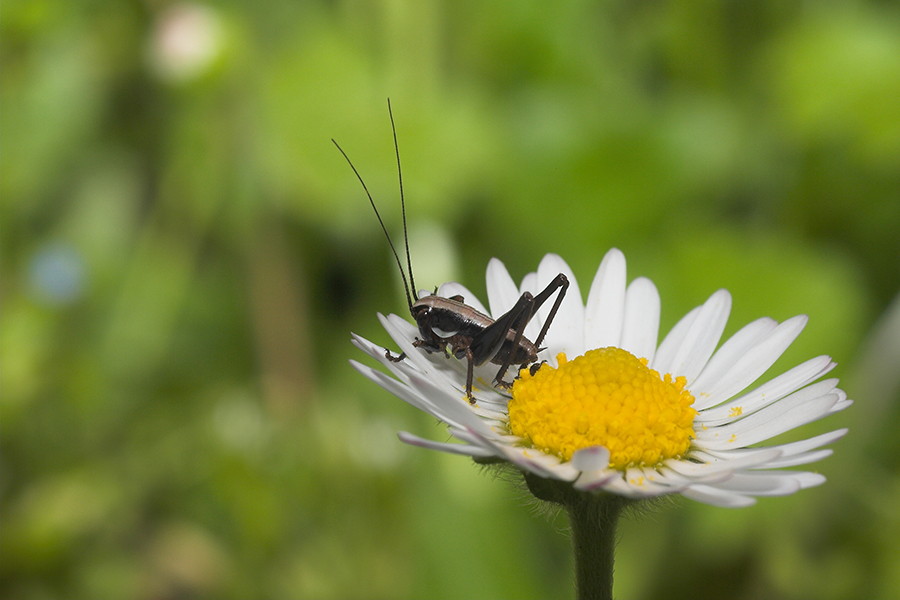 mi butto o non mi butto?