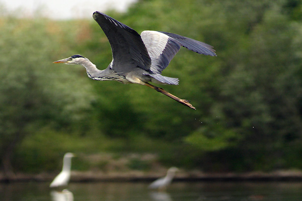 In volo: Airone Cenerino!!!