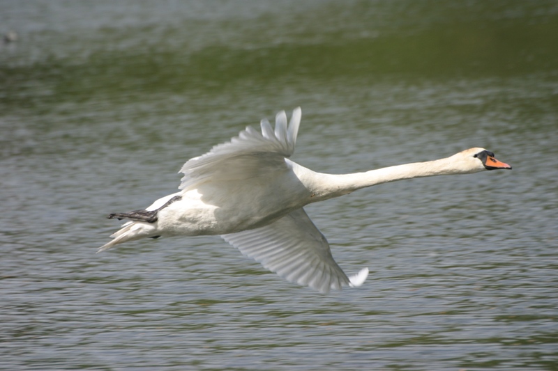 Cigno in volo