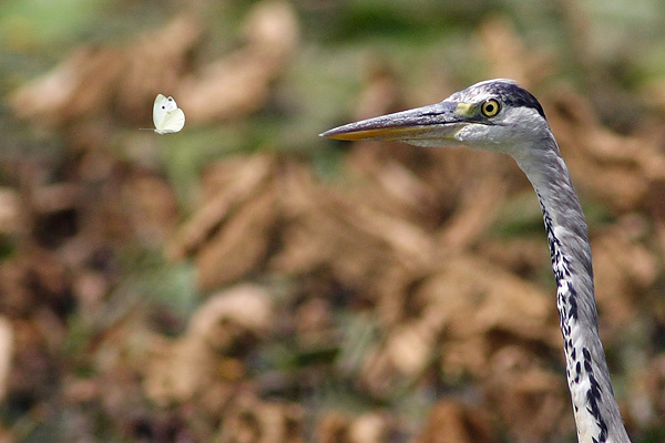 L'airone e la farfalla!!!