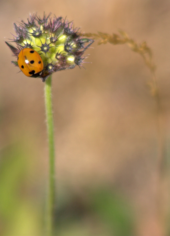 coccinella