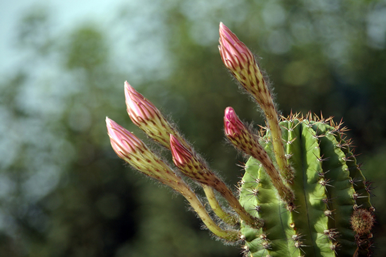 Fiori di Cactus