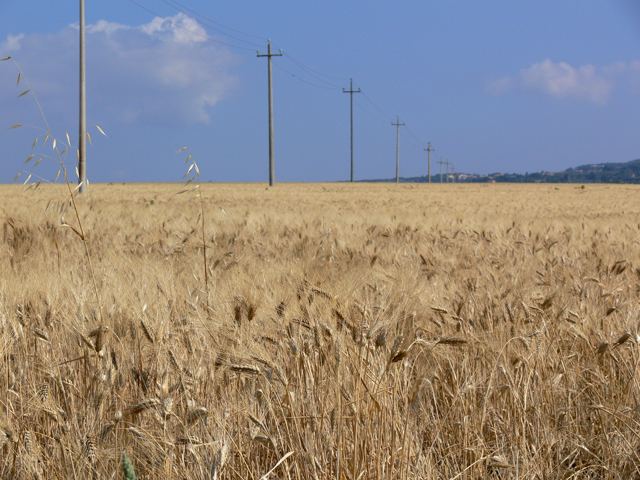 Campo di Grano