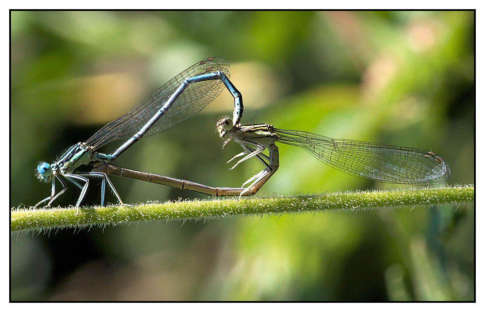Libellule - a lezione da Antonio-