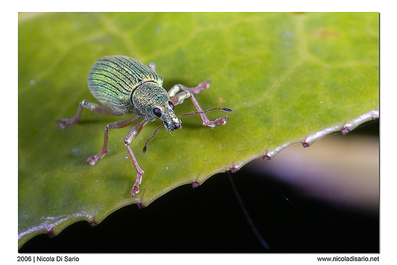 Phyllobius Roboretanus