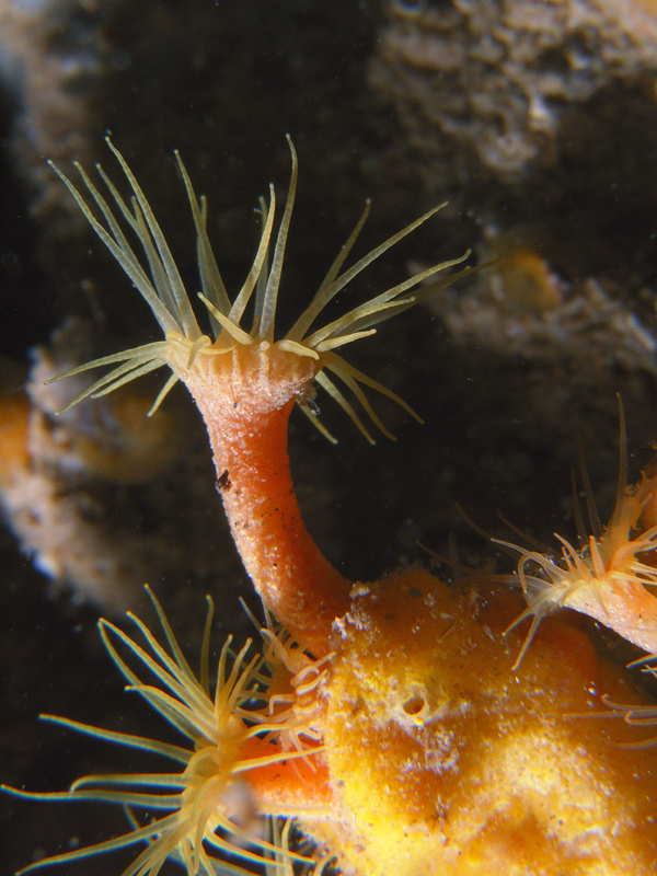 IL CUGINO DEL CORALLO