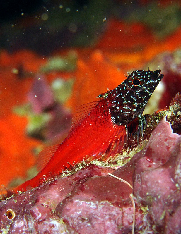 Peperoncino rosso (� un pesce!)