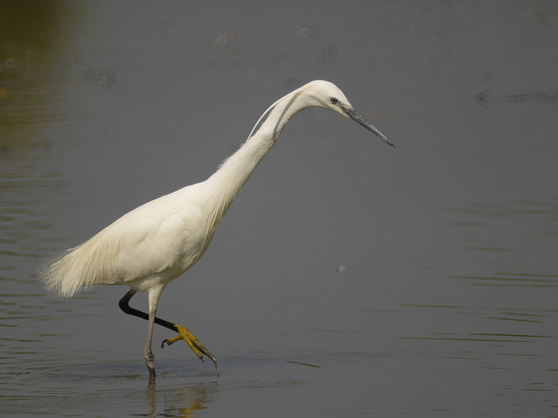 Garzetta oasi celestina 2006