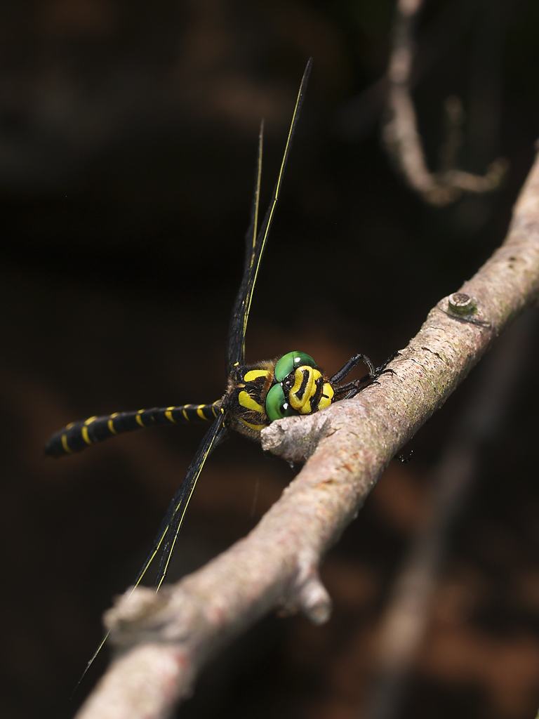 Cordulegaster boltonii