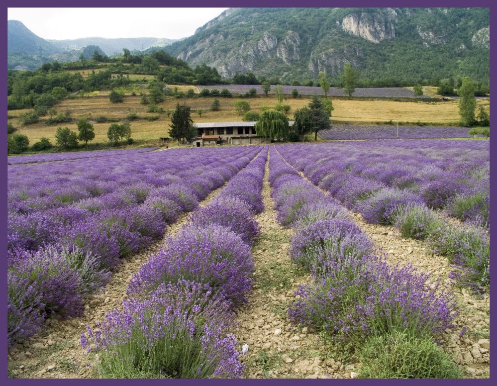 Campo di lavanda