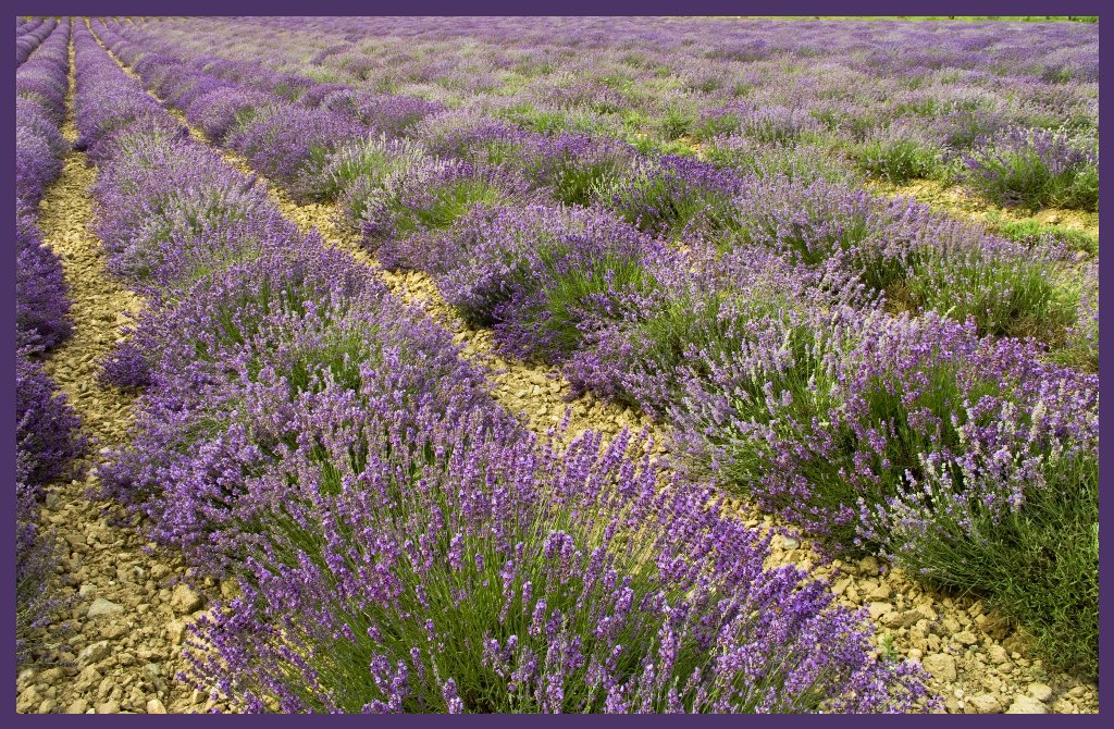 Campo di lavanda 2