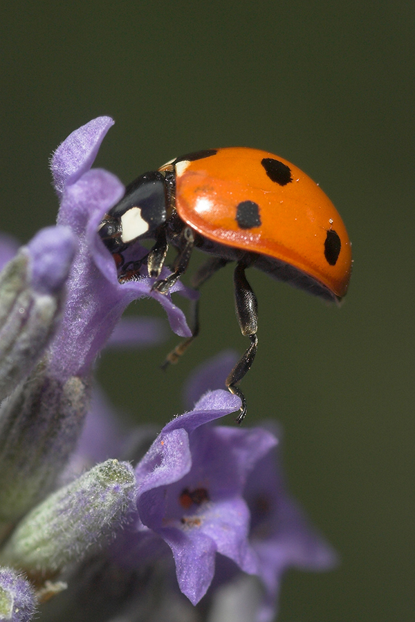 equilibrio instabile