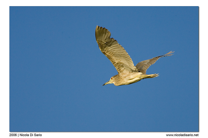 Nitticora giovincella in volo