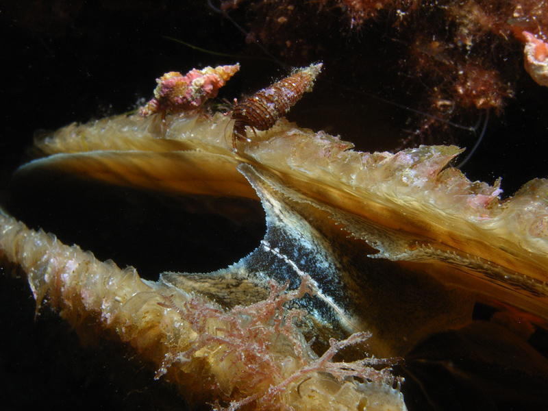 Processione sul bordo
