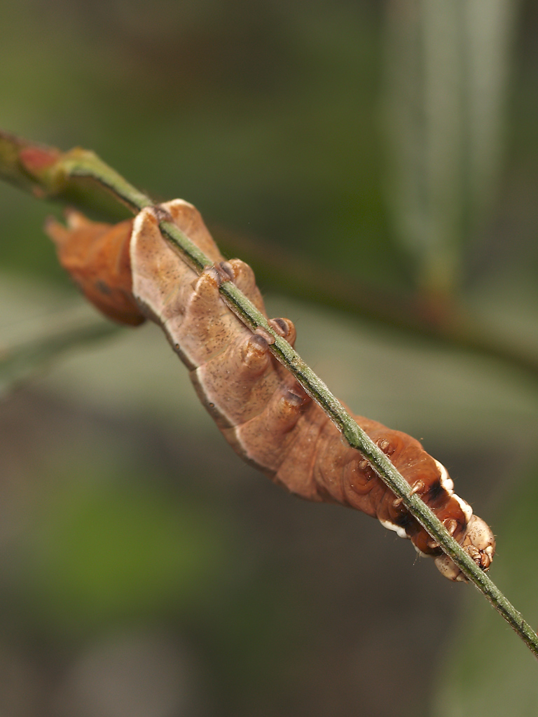 Bruco di Notodontide 2