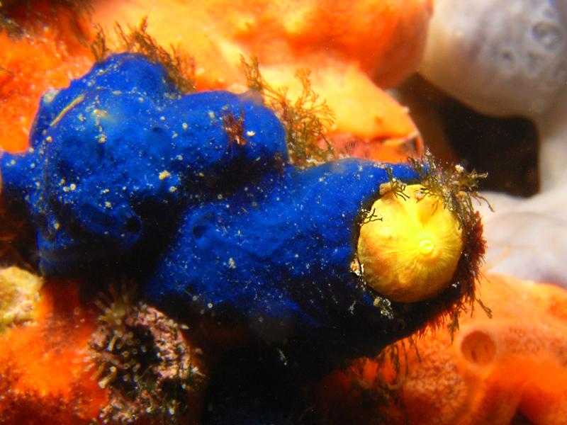 Omaggio agli Azzurri