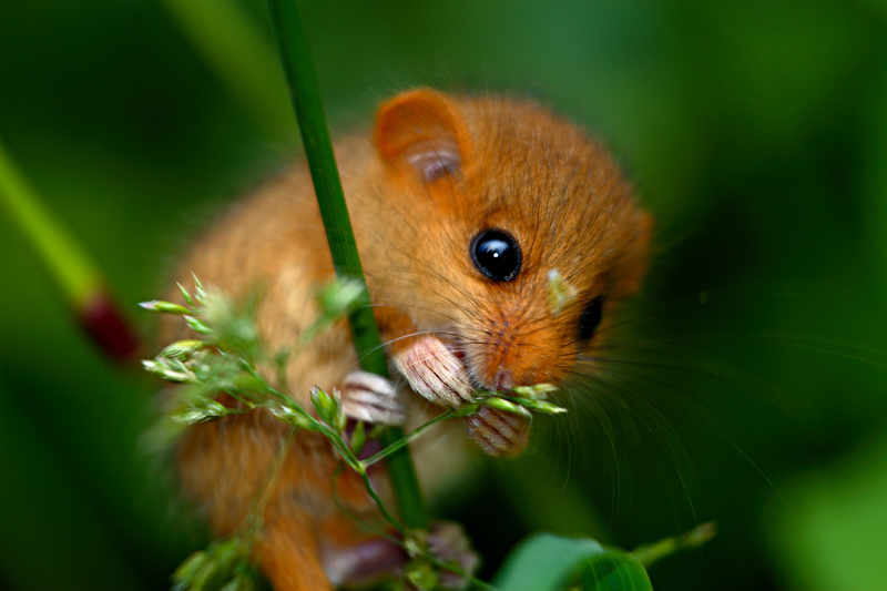 moscardinus avellanarius ( ghiro )