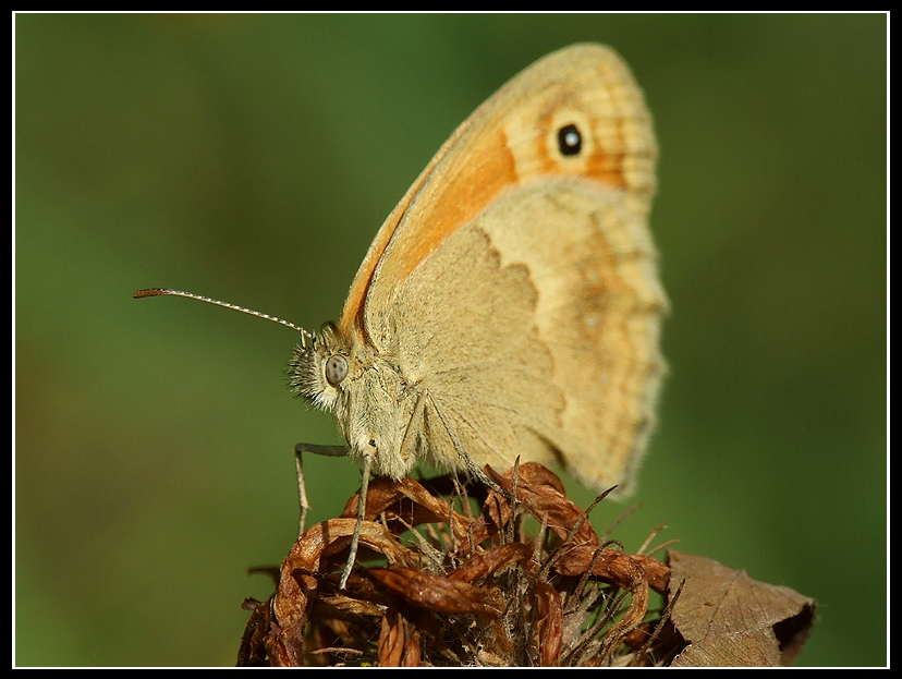 Coenonympha pamphilus