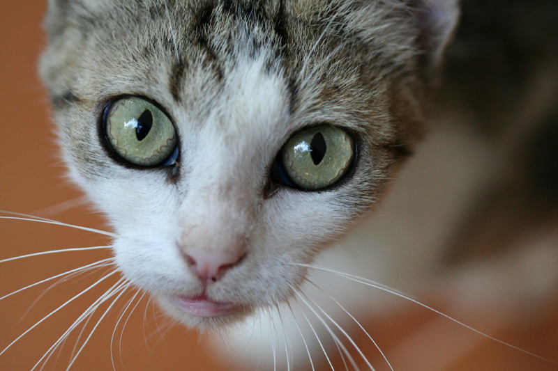 Capillari & Merletti