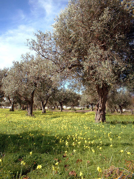 campagna in calabria