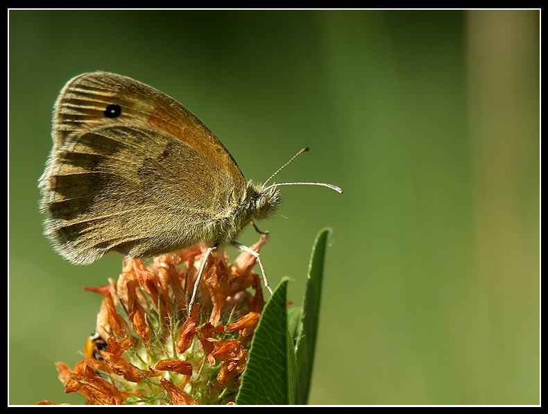Coenonympha pamphilus su fiore