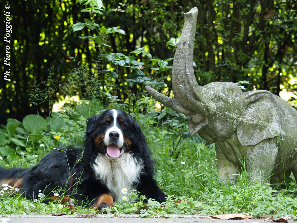Asso, il mio bovaro del Bernese