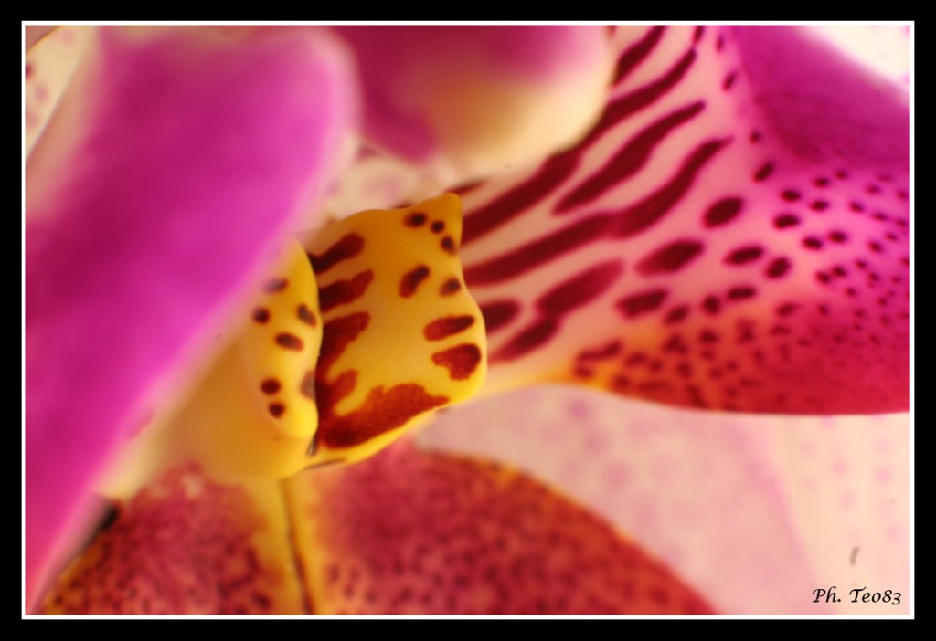 dolce abbraccio di orchidea