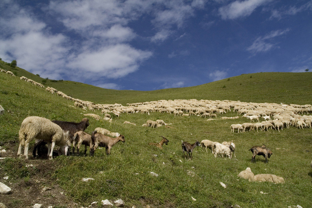 Gregge sul monte Grappa