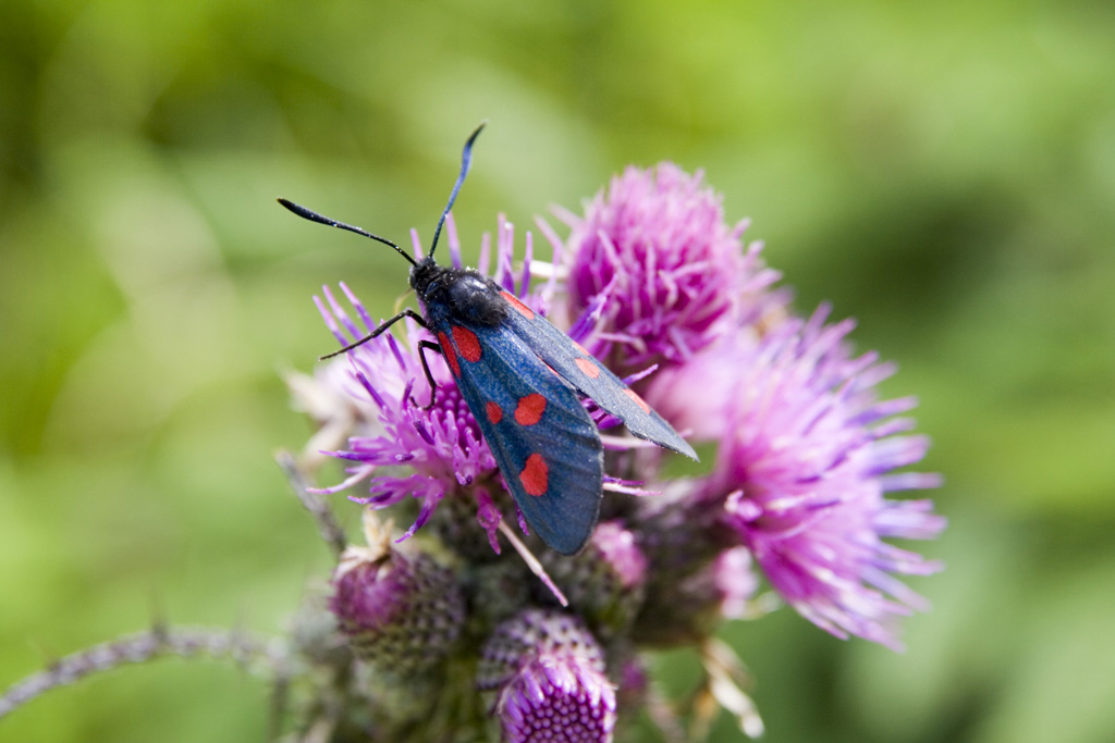 Zygaena filipendulae