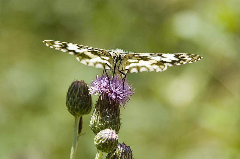 faccia a faccia con una farfalla