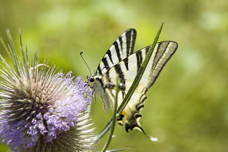 farfalla + intruso (maledetto :( )