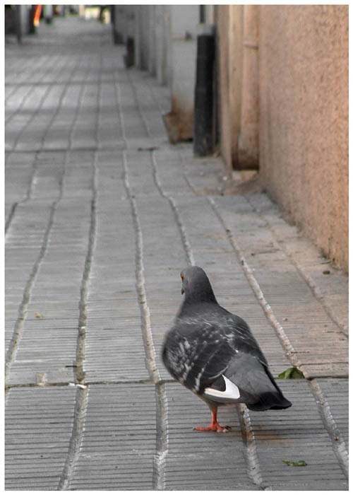 Walking in the street