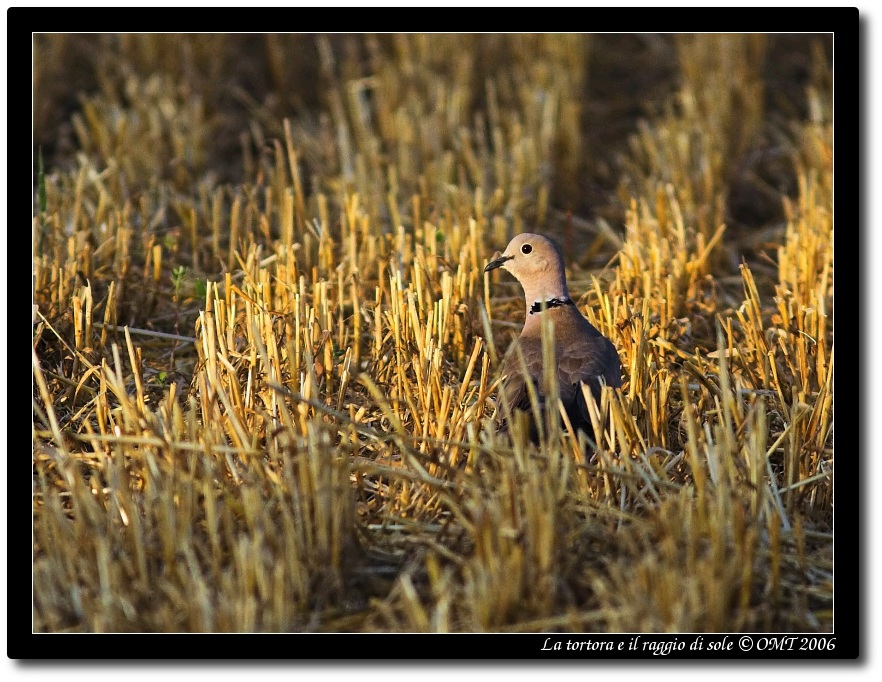 La tortora e il raggio di sole