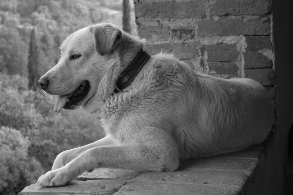 pastore maremmano al balcone
