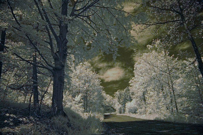 infrarosso strada nel bosco