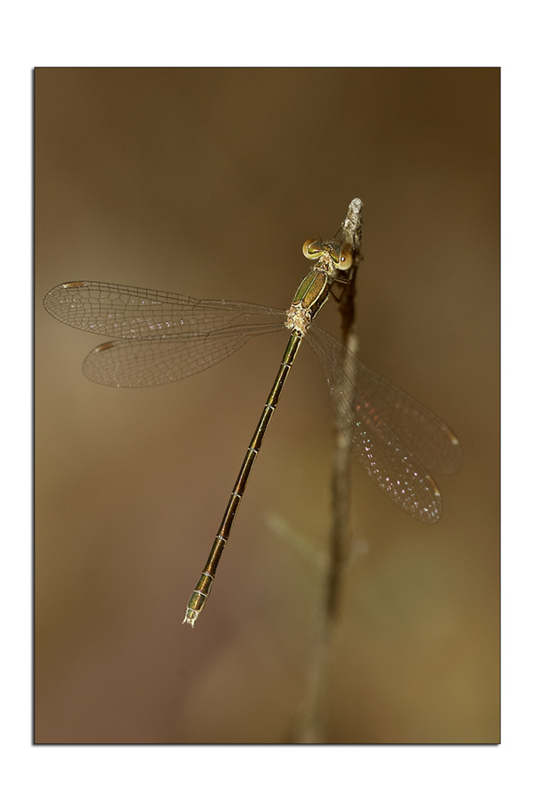 Damselflies#6