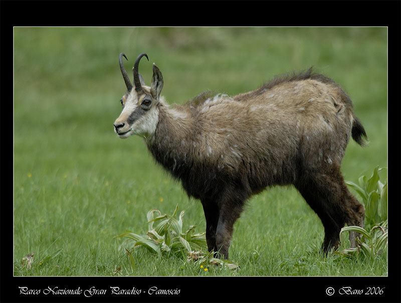 Camoscio