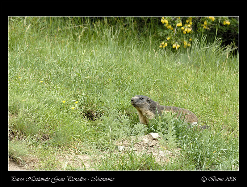 Marmotta