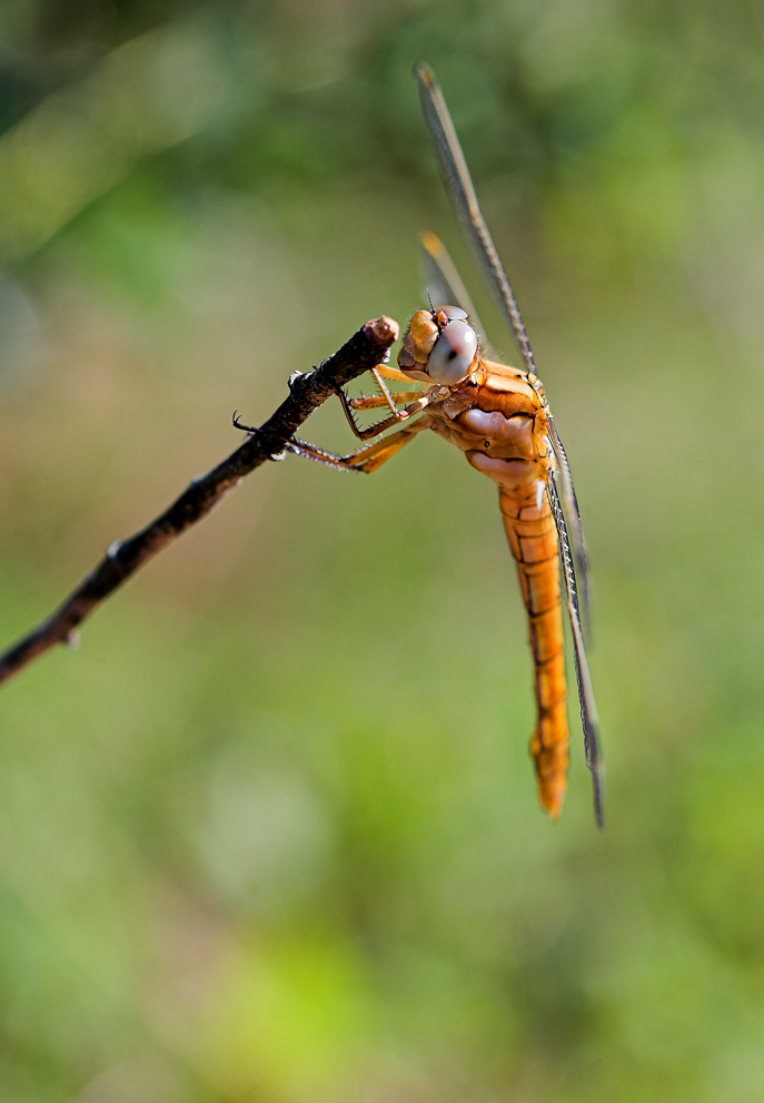 libellula arancio