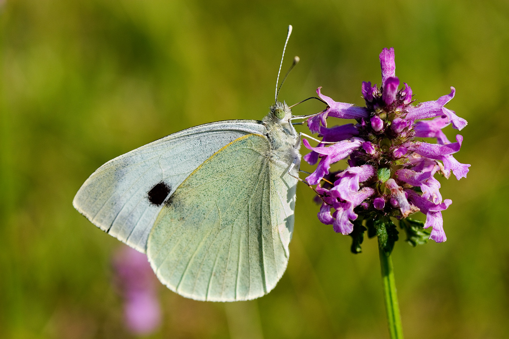 Che specie �?? (Farfalla)